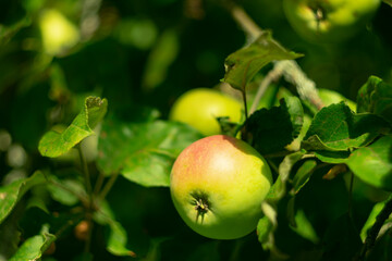 An apple on a dark background on a summer day.