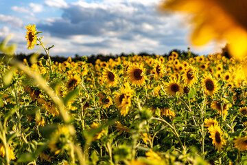 Sunflower field © MaxSch
