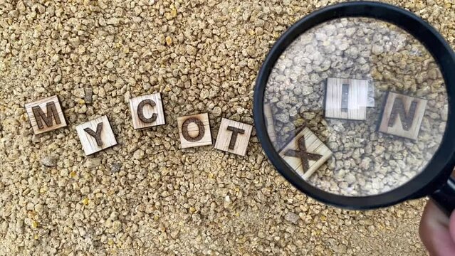 Mycotoxins in Animal feed. Clip for mycotoxins risk in feed and raw material, poultry health issues, toxin adsorbent product. 