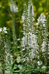 ベロニカ ロンギフォリア　白