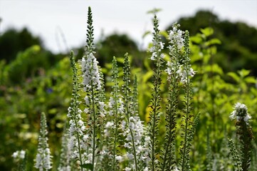 ベロニカ ロンギフォリア　白