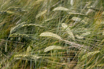 An agricultural field where cereals are grown to harvest grain