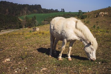 PAISAGEM RURAL