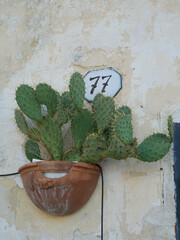 Kaktus an der Hauswand