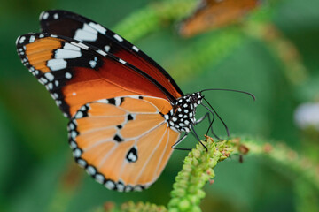 Close up shot of orange plain tiger butterfly (Danaus chrysippus) pollinating on green plant.