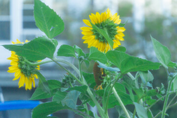sunflower in the garden