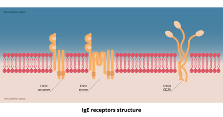 IgE receptors structure. Two basic receptors for the IgE molecule: a membrane high-affinity receptor FcεRI and a cellular or soluble low-affinity receptor, FcεRII.