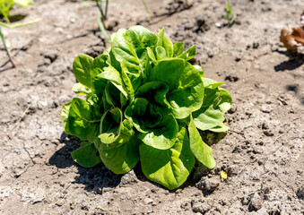 Close up of a little gem of red lettuce in a vegetable garden in Tuscany, Italy