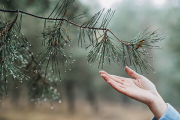 Female hand touching pine tree with water drops in the wild forest. Earth Day, save Earth, Forest...