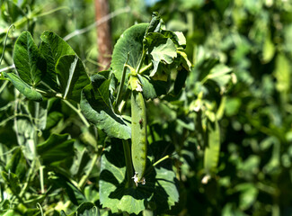 Pea pod (Pisum sativum) with an insect in an organic vegetable garden in Tuscany, Italy