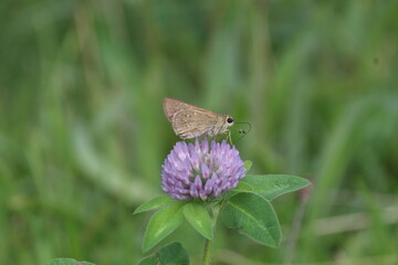 ムラサキツメスｋサにとまるチャバナセセリ