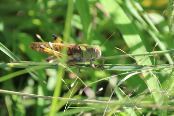 トノサマバッタ、