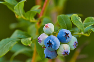 Obraz na płótnie Canvas Ripe blueberries (bilberry) on a blueberry bush on a nature background.