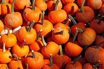 Small orange pumpkins in the fall
