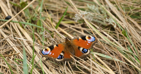 Close up of butterfly on the colorful flowers	