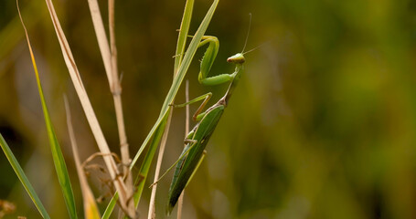 Close up of European mantis or Mantis religiosa in the grass