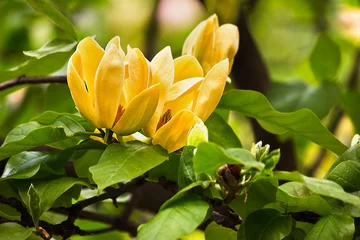 Foto op Canvas Three yellow flowers blooming yellow magnolia close-up © tillottama