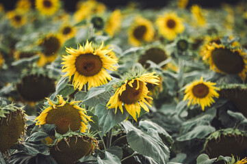 Obraz premium Sonnenblumen im Feld im späten Sommer