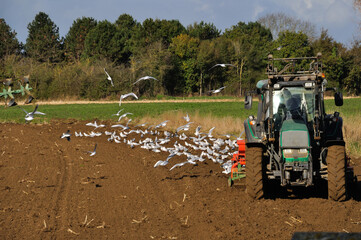 Plow tractor surrounded by seagulls