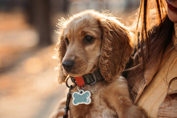 Cute English cocker spaniel puppy in the hands of the owner in autumn park.