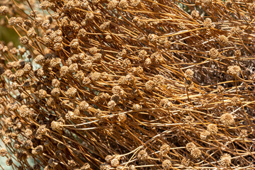 fleurs de santoline séchées