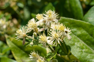 fleurs de clématite des haies