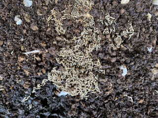 Fly Larvae in Chicken Manure. Image for Poultry waste management, ammonia and insects control,...