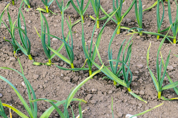 An agricultural field where garlic grows