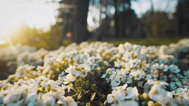 White flowers at sunset sun rays