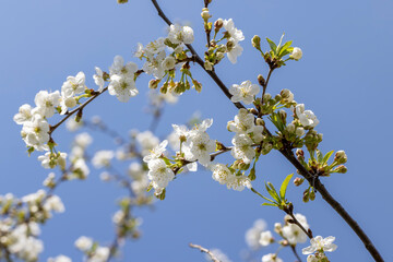 apple fruit trees blooming in the spring season