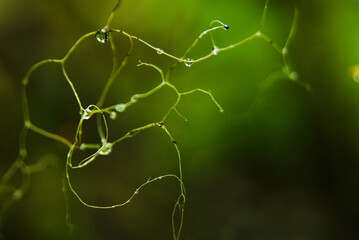 Water droplets on vines