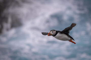 Puffin in Flight, Orkney Scotland
