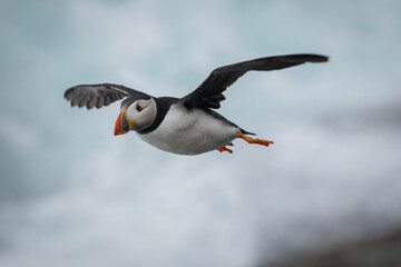 Puffin in Flight, Orkney Scotland
