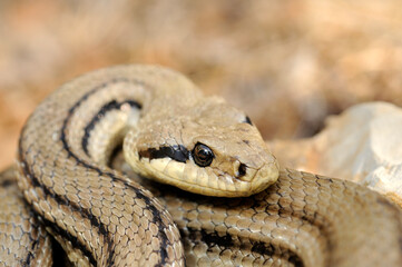 Vierstreifennatter // Four-lined snake (Elaphe quatuorlineata) - Peloponnes, Griechenland