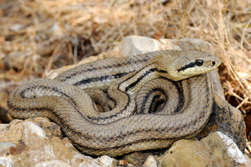 Four-lined snake // Vierstreifennatter (Elaphe quatuorlineata) - Peloponnese, Greece
