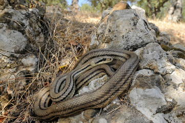 Four-lined snake // Vierstreifennatter (Elaphe quatuorlineata) - Peloponnese, Greece