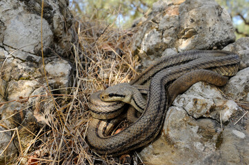 Vierstreifennatter // Four-lined snake (Elaphe quatuorlineata) - Peloponnes, Griechenland