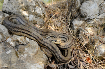 Vierstreifennatter // Four-lined snake (Elaphe quatuorlineata) - Peloponnes, Griechenland