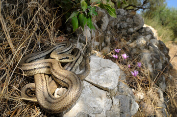 Four-lined snake // Vierstreifennatter (Elaphe quatuorlineata) - Peloponnese, Greece