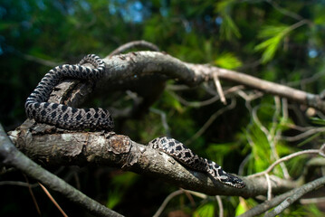 juvenile Four-lined snake // junge Vierstreifennatter (Elaphe quatuorlineata) - Peloponnese, Greece