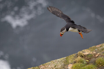 Puffin Landing on Clifftop, Orkney Scotland
