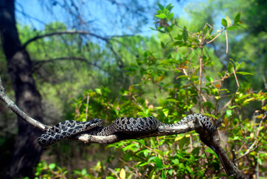 Vierstreifennatter im Jugendkleid // juvenile Four-lined snake (Elaphe quatuorlineata) - Peloponnes, Griechenland
