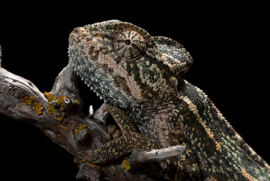 Basiliskencham&auml;leon // African Chameleon  (Chamaeleo africanus) - Pylos, Peloponnes, Griechenland
