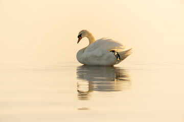 Mute swan in cleaning mode