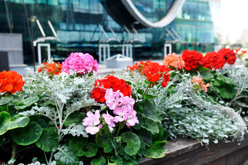 Bright red and pink blooming geranium flowers on the streets of a modern city close-up.