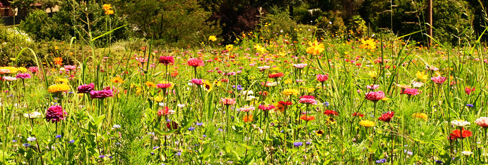 fleurs sauvages de toutes couleurs dans la prairie en Ariège (sud de la France)