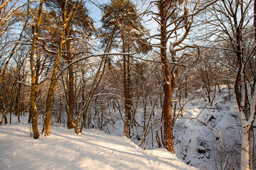 Snow-covered plants in the winter season