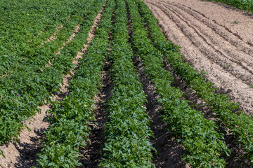 An agricultural field where green potatoes grow