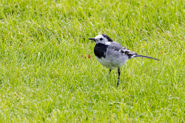 Linerle - vippestjert or Motacilla alba is a bird that nests in large parts of Europe and Asia, and parts of North Africa,Helgeland,Nordland county,scandinavia,Europe