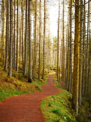 Wanderweg zwischen Bäumen hindurch - trail next to the trees